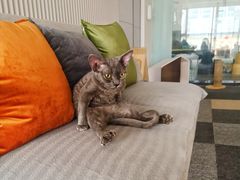 -米宠家·撸猫猫咖小萌宠·猫咪洗澡·猫咪寄养(高新大都荟店)