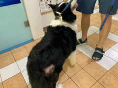 -西安京西宠物医院·瘫痪·疑难杂症