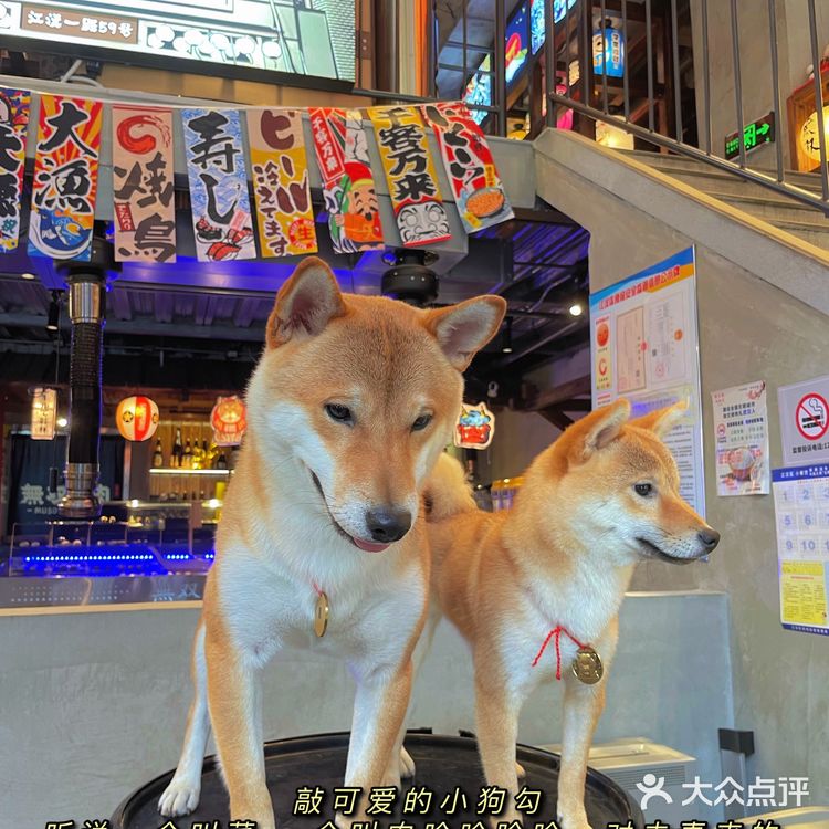 武汉探店|性价比超高的自助日式烤肉