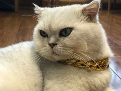 -绒爪撸猫下午茶·猫咖