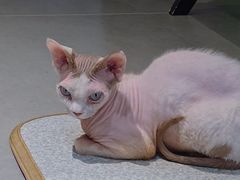 -琪喵猫屋·撸猫猫咖·猫舍