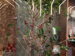 -Infica Coffee