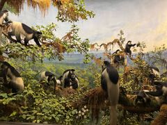 -美国自然历史博物馆