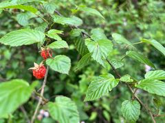 -吉布鲁牛排海鲜自助(硕果时代店)