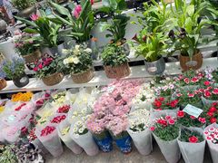 -朝来春花卉市场