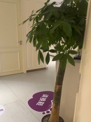 -广州美莱医疗美容医院