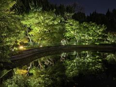 -嘉定紫藤园