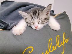 -欣宠猫屋·矮脚拿破仑·蓝金金渐层