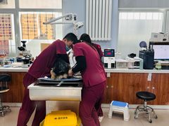 -纳吉亚猫专科动物诊疗中心(蒋宅口分院)