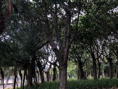 -深圳湾公园(南山区)