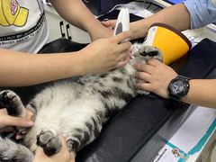 -瑞派动物医院·猫专科·至诚(江南中分院)