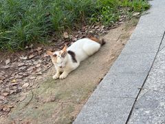 -南方医科大学南方医院(院本部)