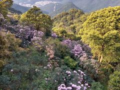 -梧桐山风景名胜区