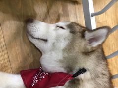 -Husky Go! 哈士奇体验馆·宠物咖啡厅狗咖