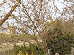 -桃花堤公园