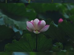 -陈家山荷花公园