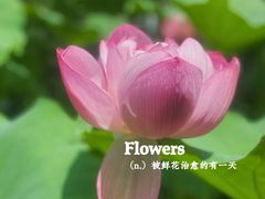 -陈家山荷花公园