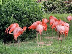 -青岛森林野生动物世界