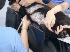 -博特宠物医院24h犬猫全科.骨科·异宠