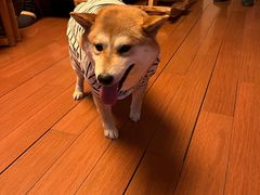 -瑞派雷欧宠物医院·24h夜诊·心脏骨科牙科·全科重症转诊中心(无影山店)