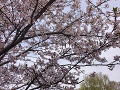 -浦口码头(轮渡站)