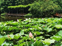 -上海滨江森林公园