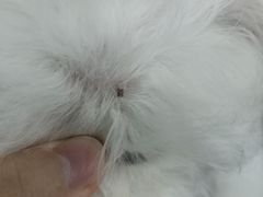 -佳雯宠物医院(金华南路分院)