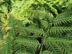 -国家植物园南园