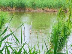 -野鸭湖国家湿地公园