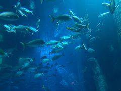 -迪拜水族馆及水下动物园