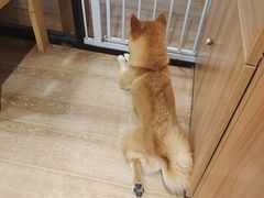 -南京Hallo宠物乐园·哈罗犬舍·柴犬繁育基地