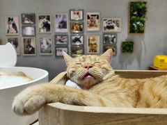 -藏猫猫咖啡主题馆(中央大道店)