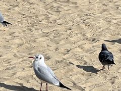 -海云台海滩