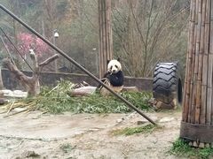 -都江堰中华大熊猫苑