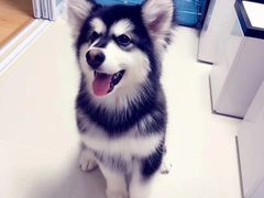 -翊宠yipet猫狗购宠庄园犬舍•猫舍