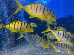 -太平洋海底世界