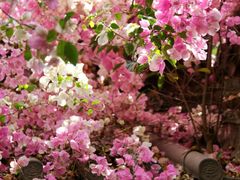 -深圳国际园林花卉博览园