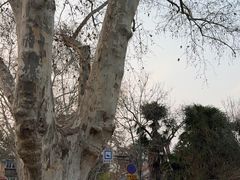 -雅酌园·烟火南京菜(颐和路店)