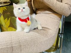 -欣宠猫屋·矮脚拿破仑·蓝金金渐层