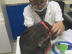 -宠福鑫动物医院(立水桥分院)
