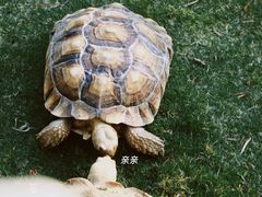 -广东惠东海龟国家级自然保护区