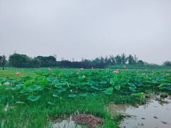 -苏州金鸡湖大酒店