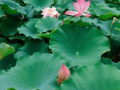 -莲花池公园
