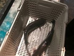 -老板恋上鱼(印象城店)