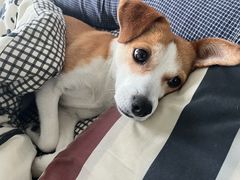 -嘉馨宠物医院·CT影像转诊·心脏科·犬猫全科诊疗中心(下沙大学城院区)