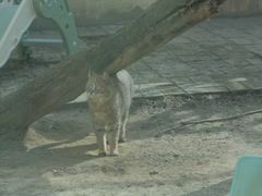 -青藏高原野生动物园