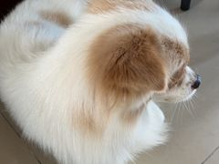 -瑞鹏宠物医院·骨科·猫科·内科(第一中心)