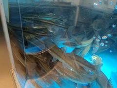 -老船舫·现做活鲜鱼馆(东郊记忆店)