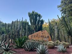 -深圳仙湖植物园