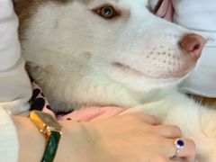 -Husky Go! 哈士奇体验馆·宠物咖啡厅狗咖